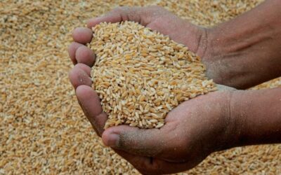 Precios globales de maíz, trigo y soya presionan inflación en Perú